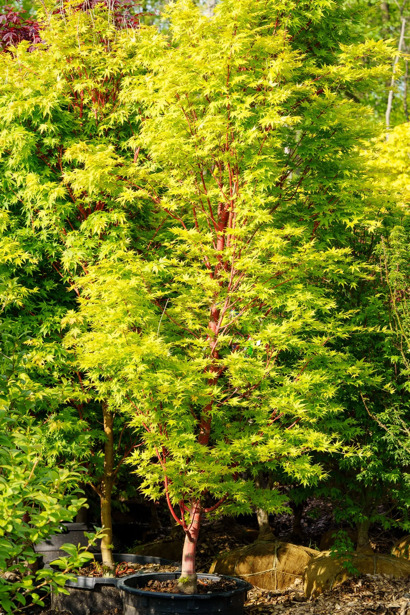 Sango Kaku Coral Bark Japanese Maple