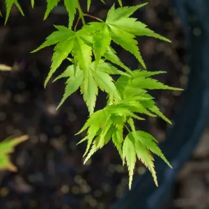 Sango Kaku Coral Bark Japanese Maple