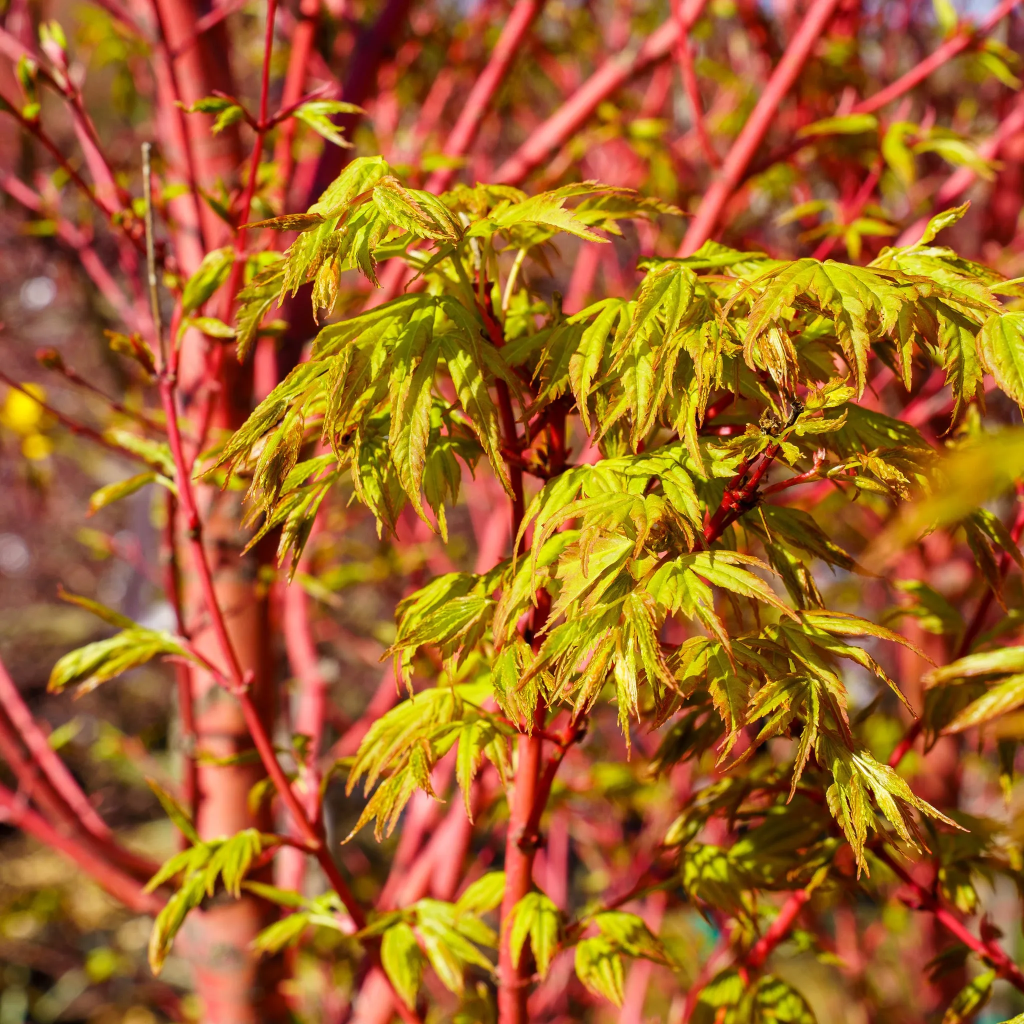 Sango Kaku Coral Bark Japanese Maple