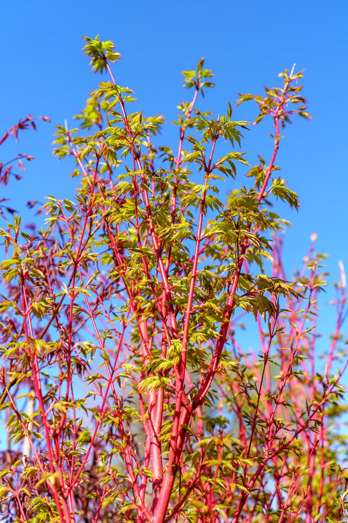 Sango Kaku Coral Bark Japanese Maple