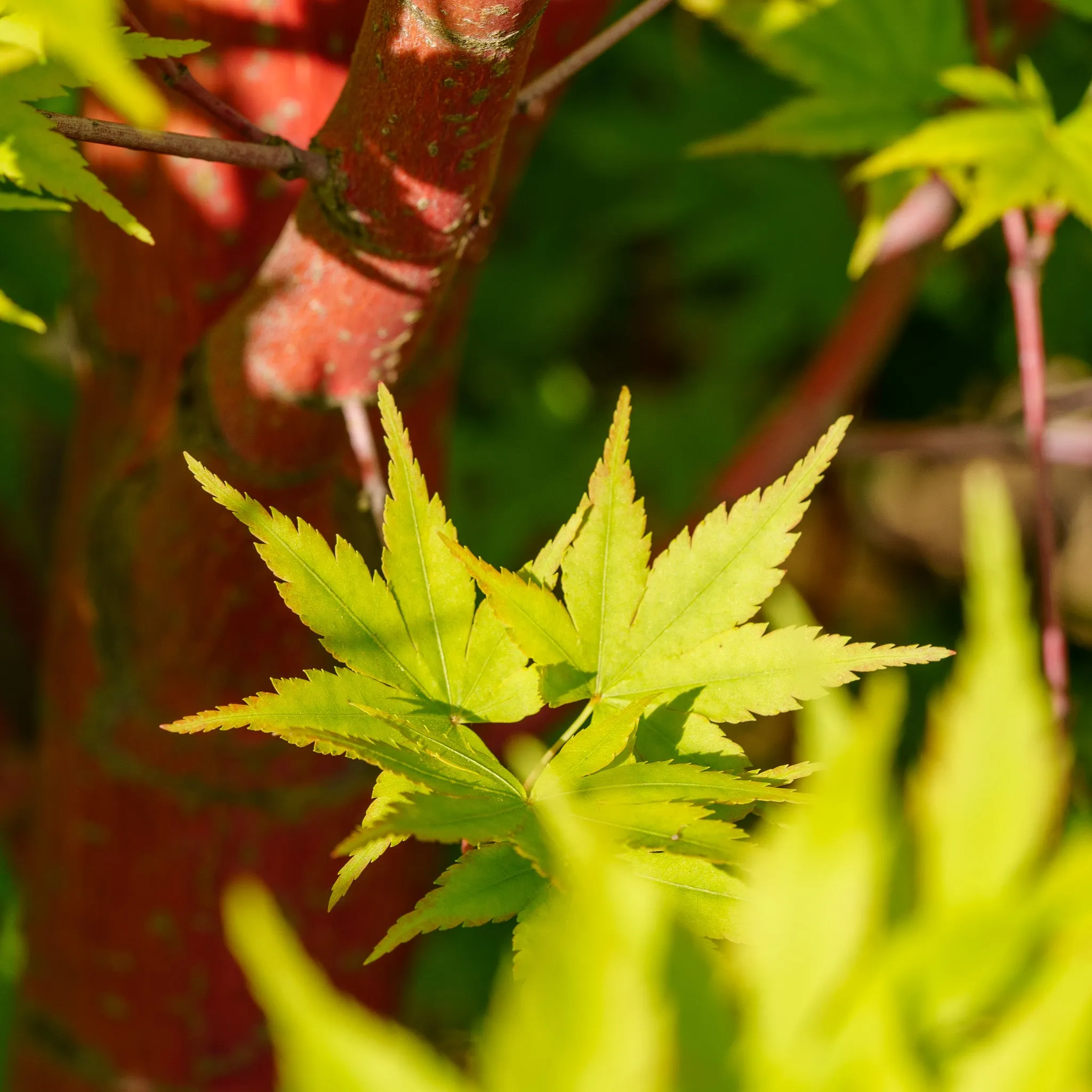 Sango Kaku Coral Bark Japanese Maple
