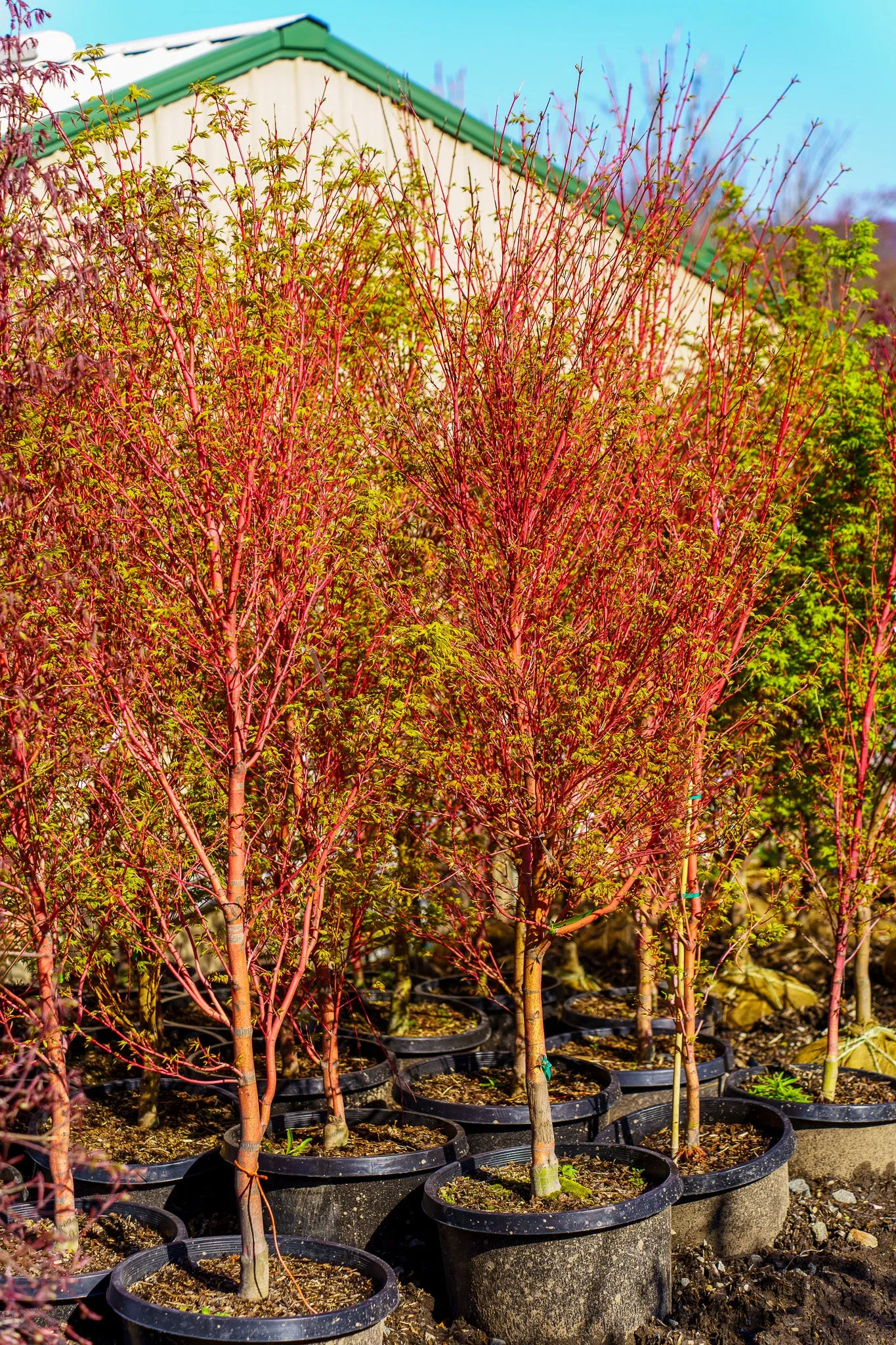 Sango Kaku Coral Bark Japanese Maple