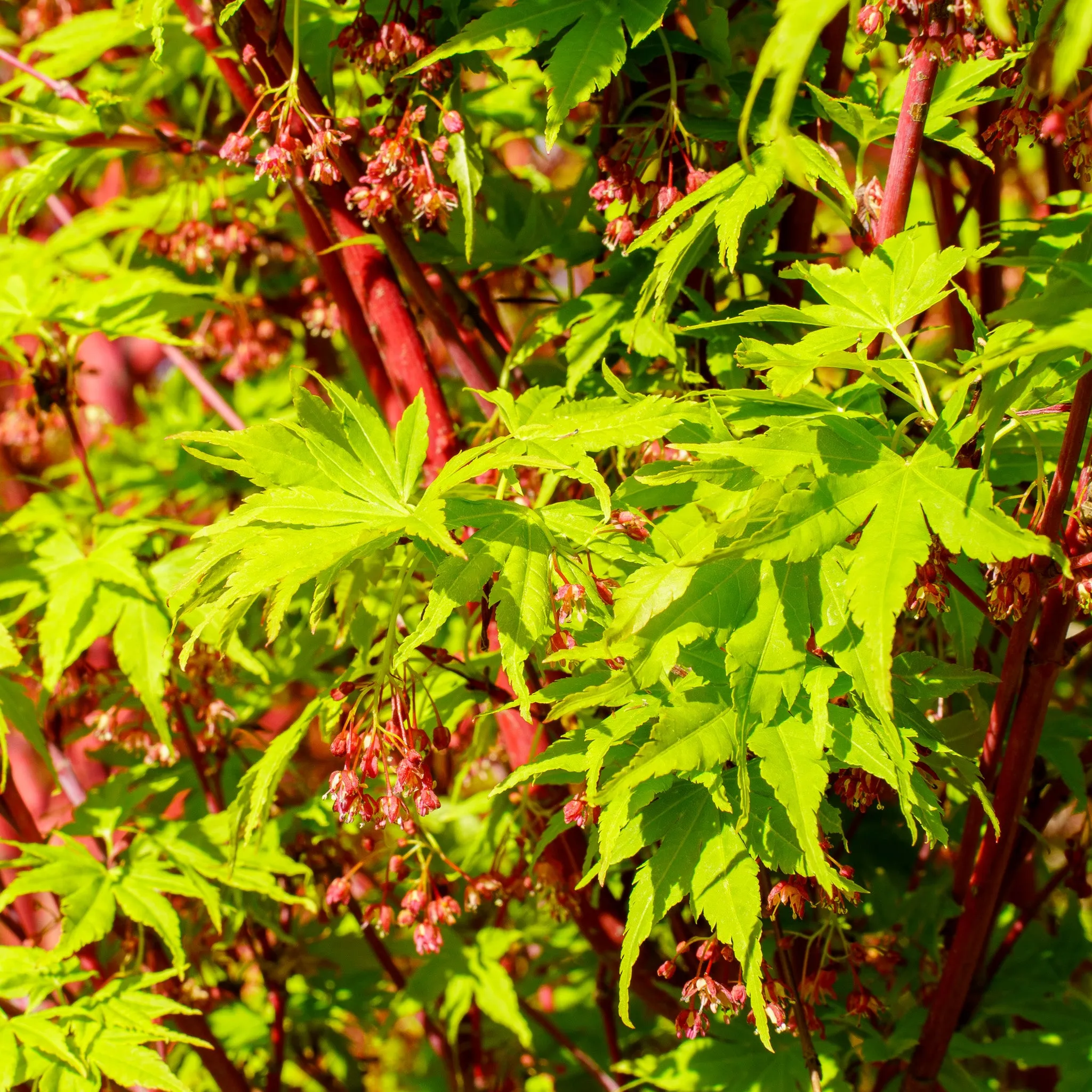 Sango Kaku Coral Bark Japanese Maple